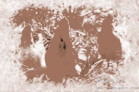 梦见卖公鸡　周公解梦之梦到卖公鸡