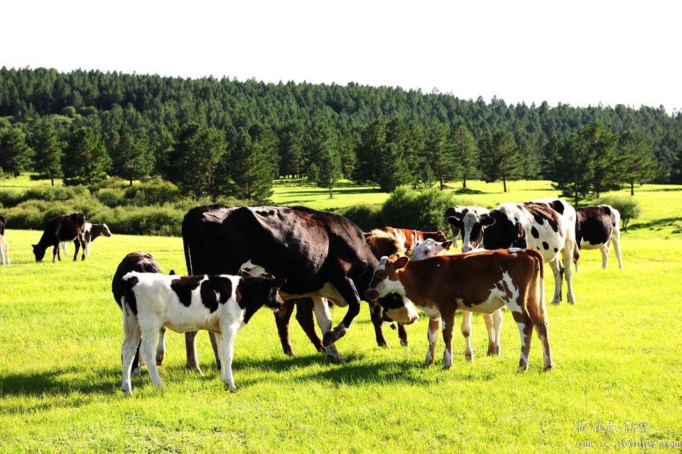 梦见牛群周公解梦，梦见牛群是什么意思？