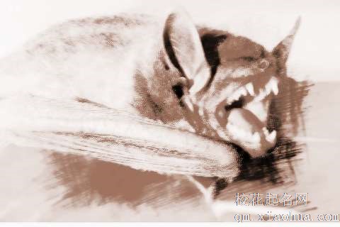 梦见蝙蝠咬人　周公解梦之梦到蝙蝠咬人