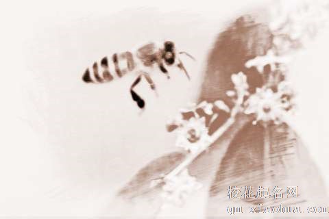 梦见蜜蜂产蜜　周公解梦之梦到蜜蜂产蜜