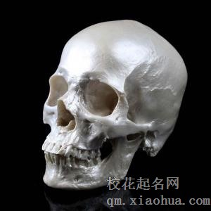 梦见头骨周公解梦，梦见头骨是什么意思？