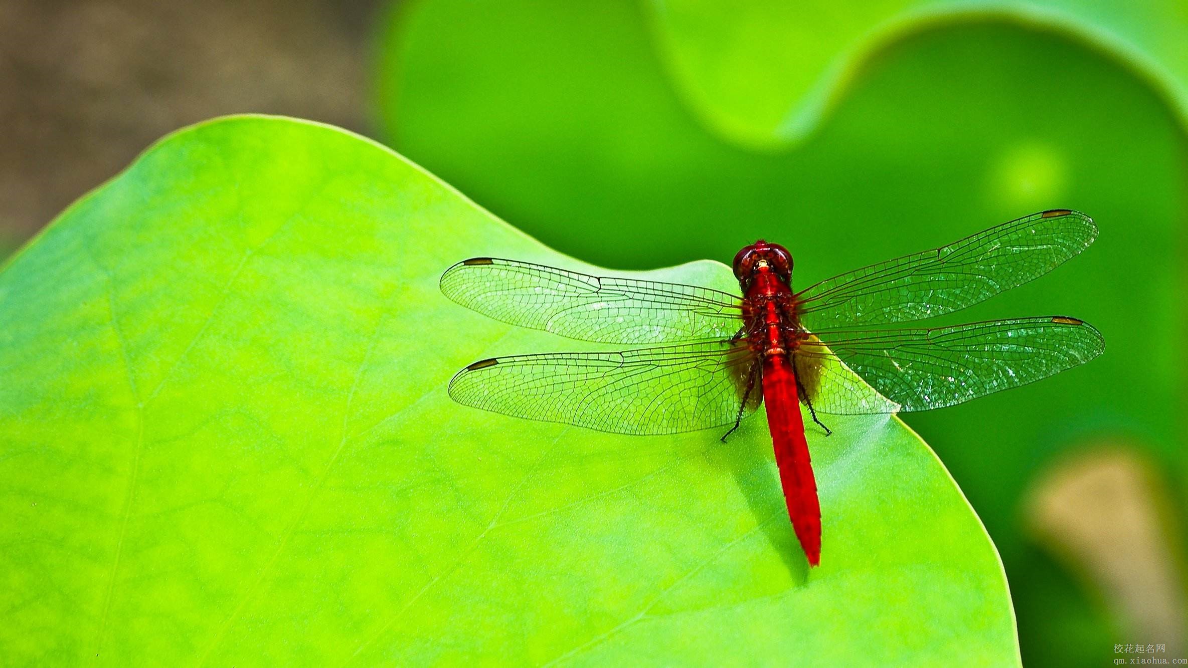 梦见蜻蜓周公解梦，梦见蜻蜓是什么意思？