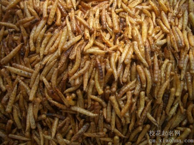 梦见蛆虫周公解梦，梦见蛆虫是什么意思？