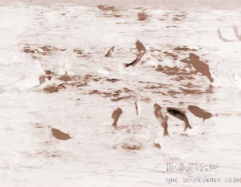 梦见鱼塘、水塘　周公解梦之梦到鱼塘、水塘