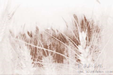 梦见雨淋麦子　周公解梦之梦到雨淋麦子