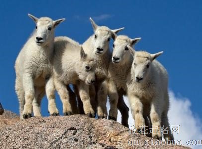 梦见山羊羔周公解梦，梦见山羊羔是什么意思？