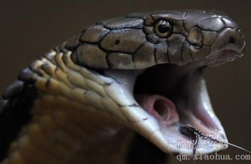 梦见蛇头周公解梦，梦见蛇头是什么意思？