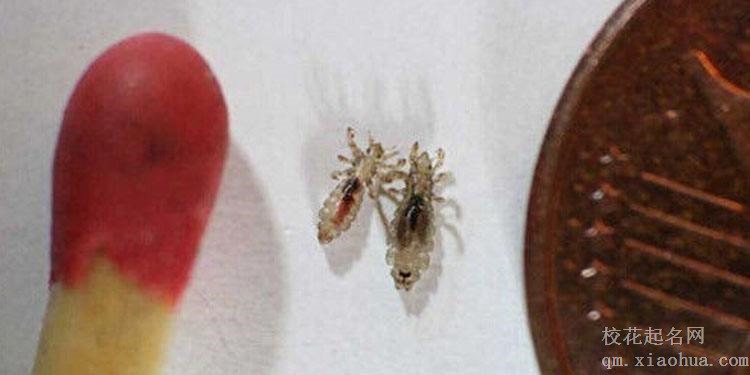 梦见虱子周公解梦，梦见虱子是什么意思？