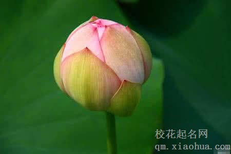梦见花蕾周公解梦，梦见花蕾是什么意思？