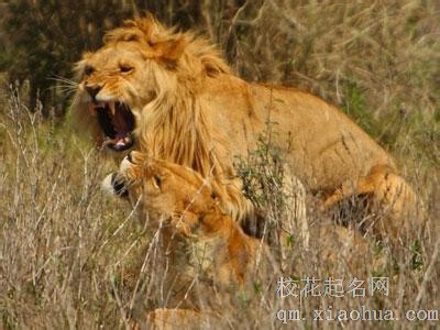 梦见狮子吼叫周公解梦，梦见狮子吼叫是什么意思？