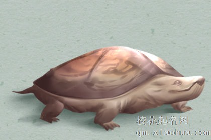 梦见乌龟下蛋什么意思