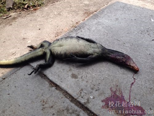 梦见死蜥蜴周公解梦，梦见死蜥蜴是什么意思？