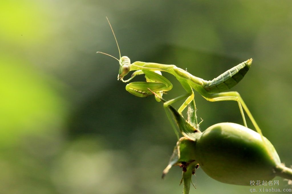 梦见螳螂周公解梦，梦见螳螂是什么意思？