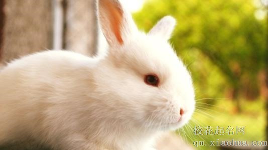 梦见兔子周公解梦，梦见兔子是什么意思？