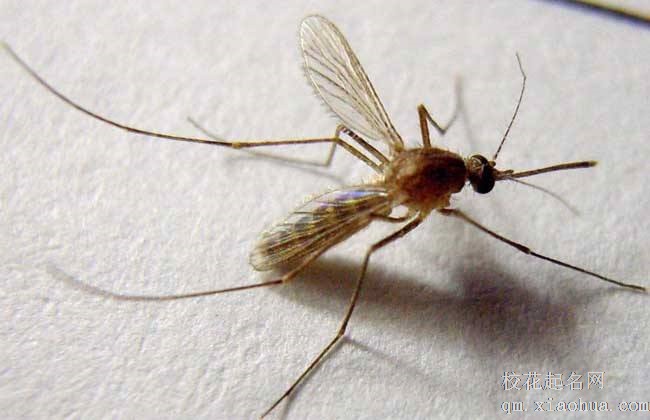 梦见蚊子周公解梦，梦见蚊子是什么意思？