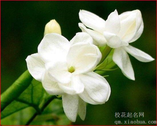 梦见茉莉周公解梦，梦见茉莉是什么意思？
