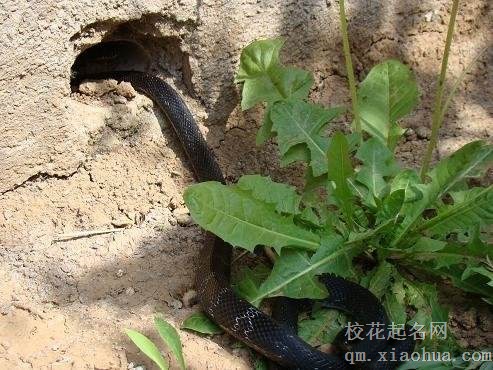 梦见无头蛇周公解梦，梦见无头蛇是什么意思？