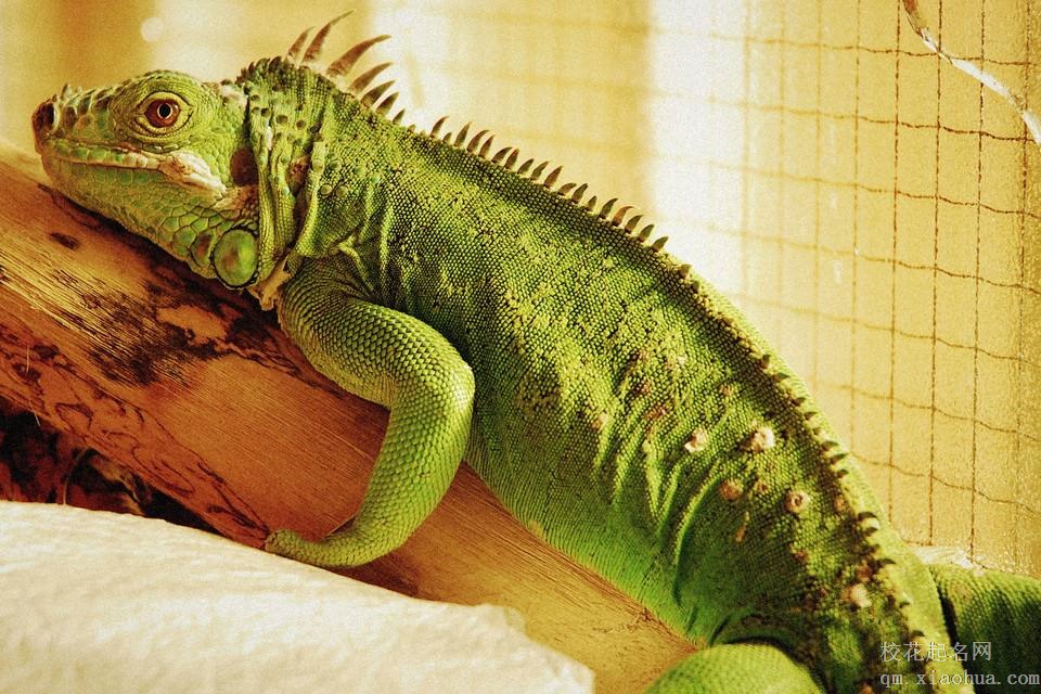 梦见蜥蜴周公解梦，梦见蜥蜴是什么意思？