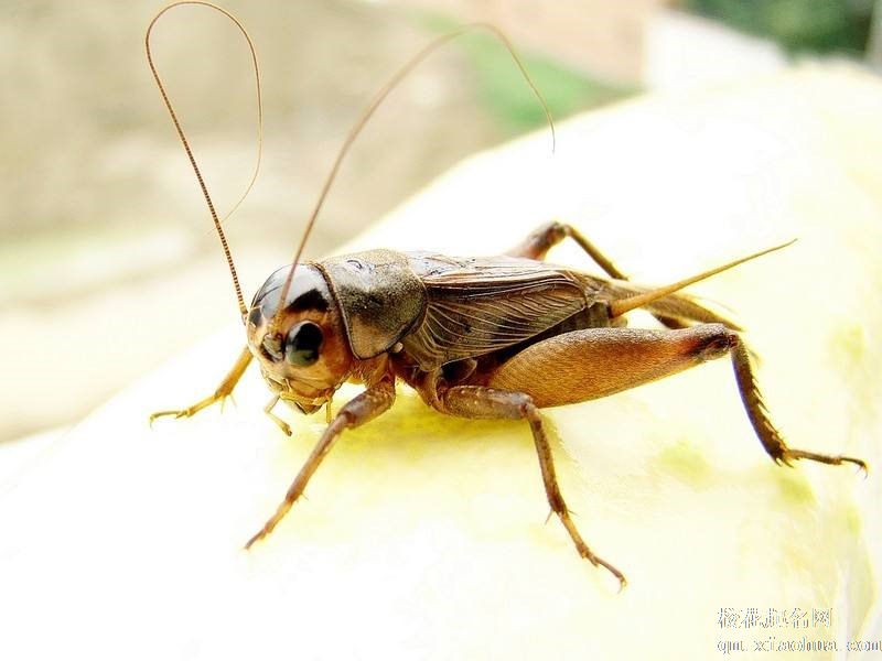 梦见蟋蟀周公解梦，梦见蟋蟀是什么意思？