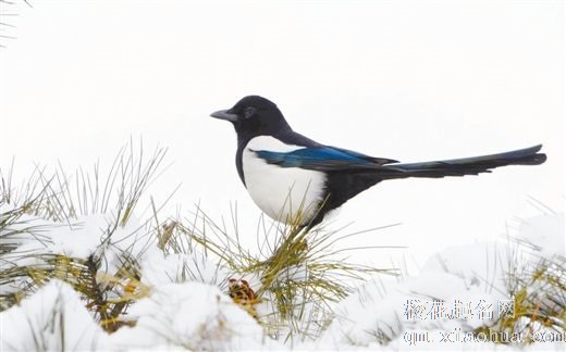 梦见喜鹊周公解梦，梦见喜鹊是什么意思？