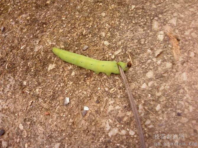 梦见小虫子周公解梦，梦见小虫子是什么意思？