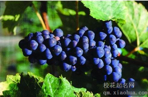 梦见葡萄周公解梦，梦见葡萄是什么意思？