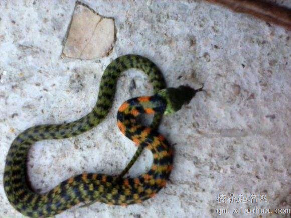 梦见小毒蛇周公解梦，梦见小毒蛇是什么意思？