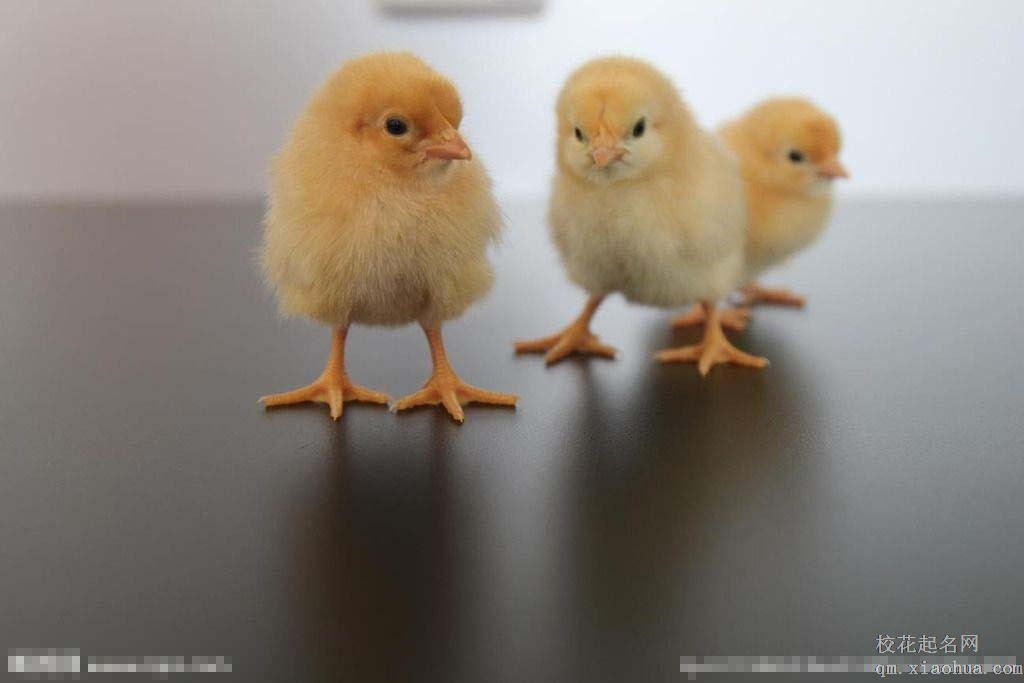 梦见小鸡周公解梦，梦见小鸡是什么意思？