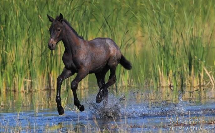 梦见小马驹周公解梦，梦见小马驹是什么意思？