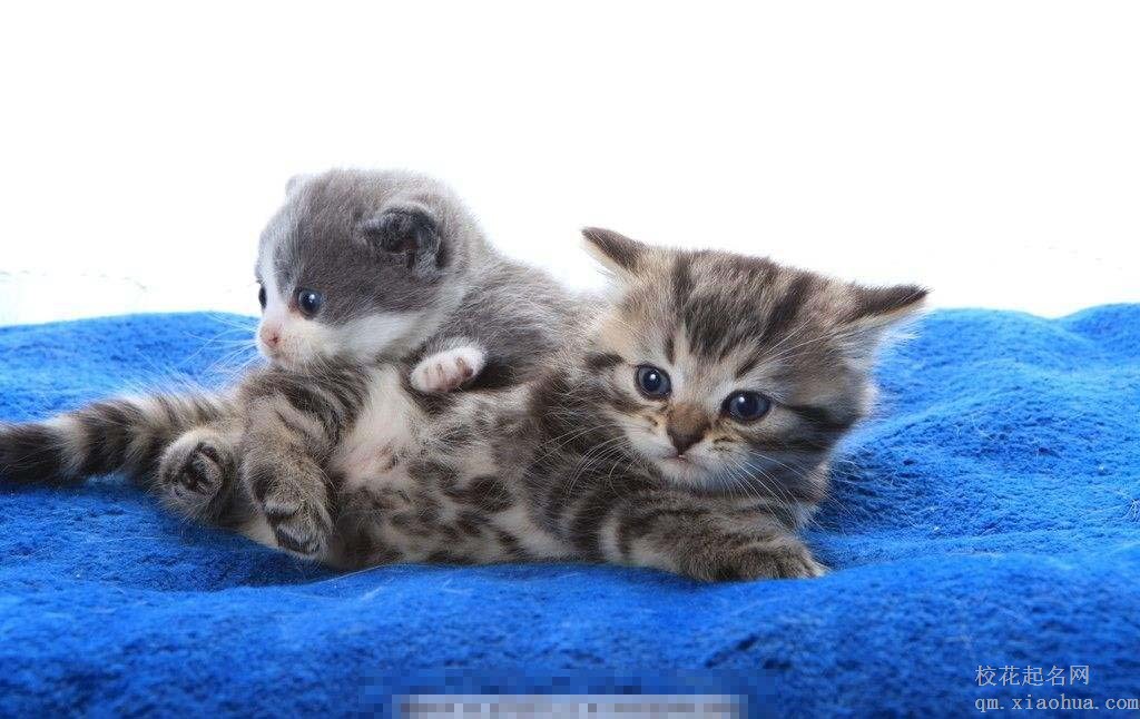 梦见小猫周公解梦，梦见小猫是什么意思？