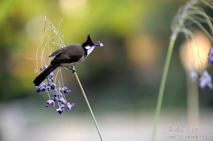 梦见小鸟周公解梦，梦见小鸟是什么意思？