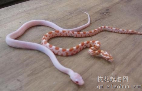 梦见小蛇周公解梦，梦见小蛇是什么意思？