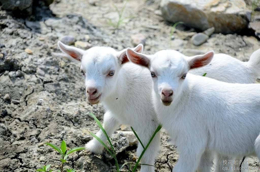 梦见小羊羔周公解梦，梦见小羊羔是什么意思？