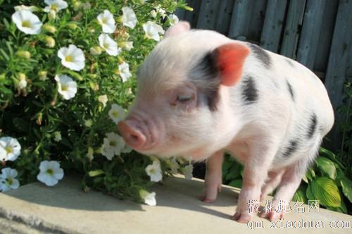 梦见小猪周公解梦，梦见小猪是什么意思？