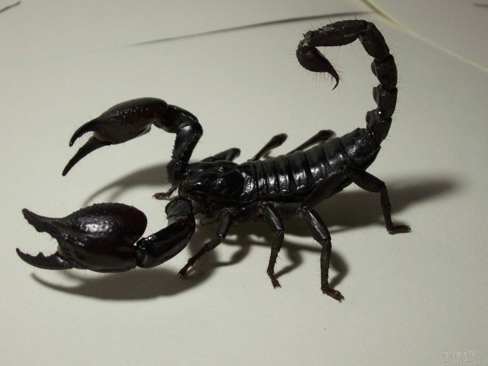 梦见蝎子周公解梦，梦见蝎子是什么意思？