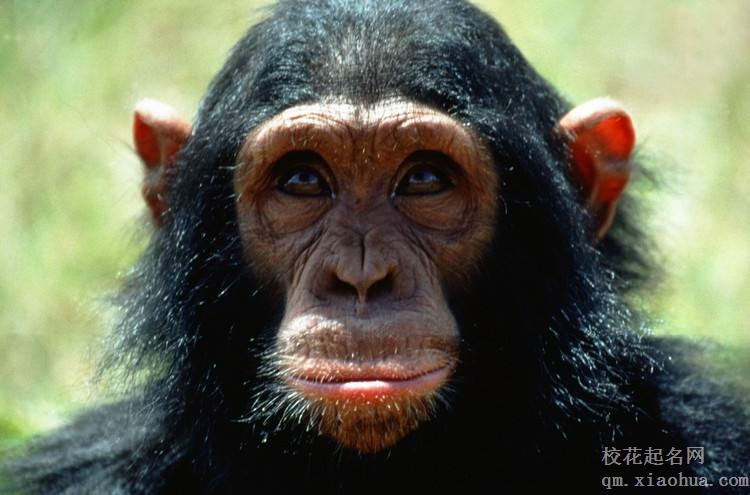 梦见猩猩周公解梦，梦见猩猩是什么意思？