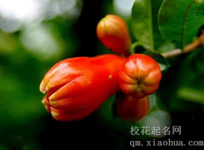 梦见石榴树开花周公解梦，梦见石榴树开花是什么意思？