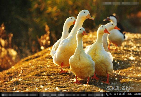 梦见鸭子周公解梦，梦见鸭子是什么意思？