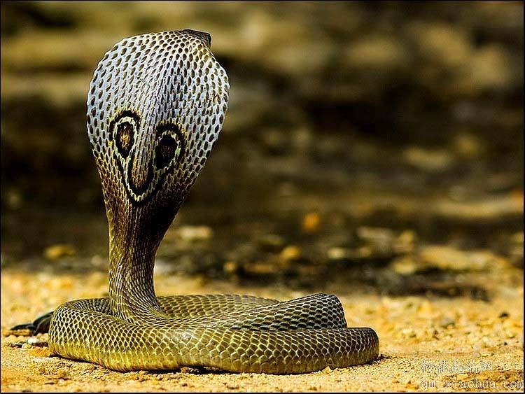 梦见眼镜蛇周公解梦，梦见眼镜蛇是什么意思？