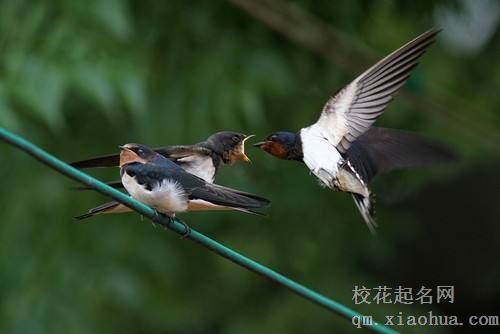 梦见燕子 飞燕周公解梦，梦见燕子 飞燕是什么意思？