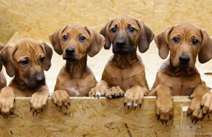 梦见养犬 养狗周公解梦，梦见养犬 养狗是什么意思？