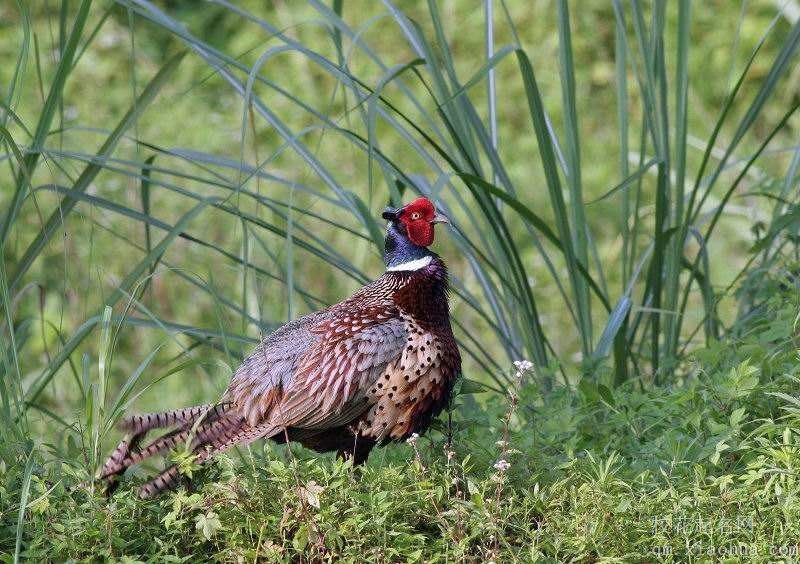 梦见野鸡周公解梦，梦见野鸡是什么意思？
