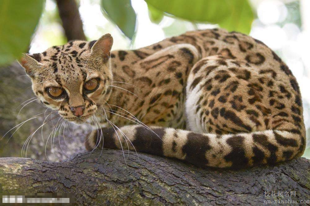 梦见野猫周公解梦，梦见野猫是什么意思？