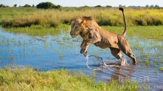 梦见野兽周公解梦，梦见野兽是什么意思？