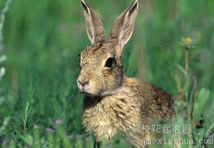 梦见野兔周公解梦，梦见野兔是什么意思？