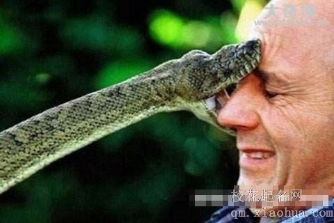 梦见蛇进入身体周公解梦，梦见蛇进入身体是什么意思？