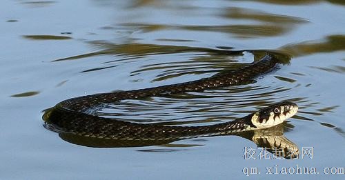 梦见蛇在水里游周公解梦，梦见蛇在水里游是什么意思？