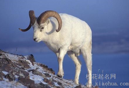 梦见公羊周公解梦，梦见公羊是什么意思？