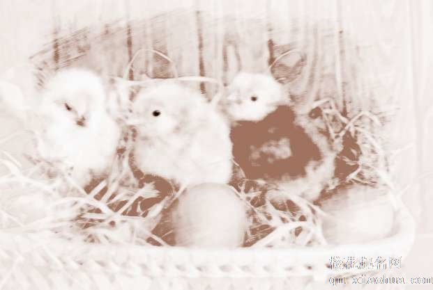 梦见雏鸡小鸡　周公解梦之梦到雏鸡小鸡