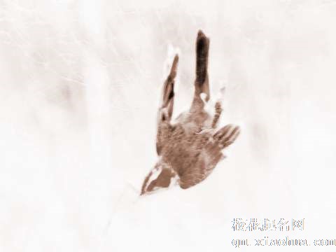 梦见小鸟被杀　周公解梦之梦到小鸟被杀